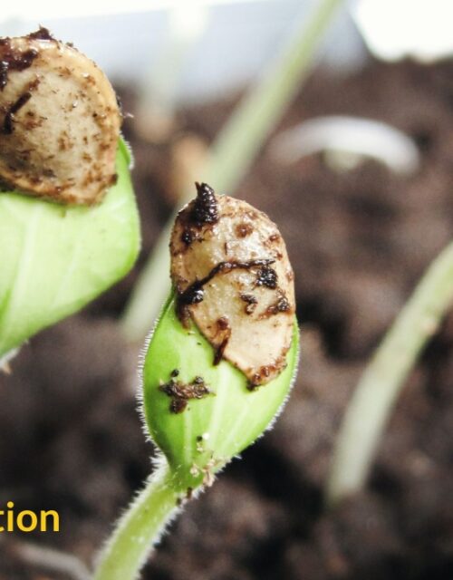 dormancy and seed germination