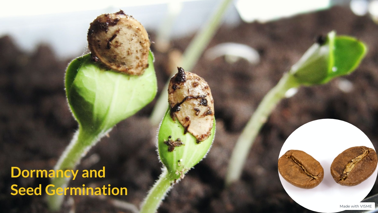 dormancy and seed germination