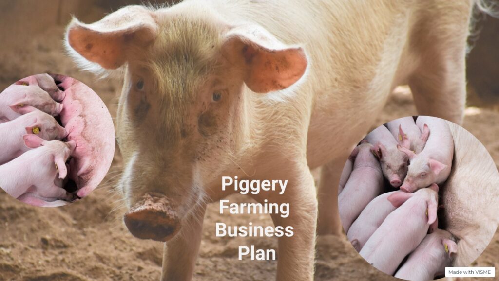 piggery farming business plan