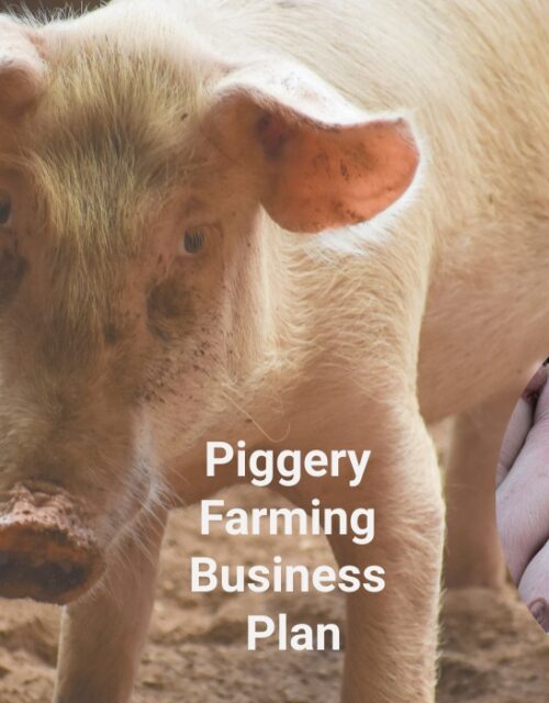 piggery farming business plan