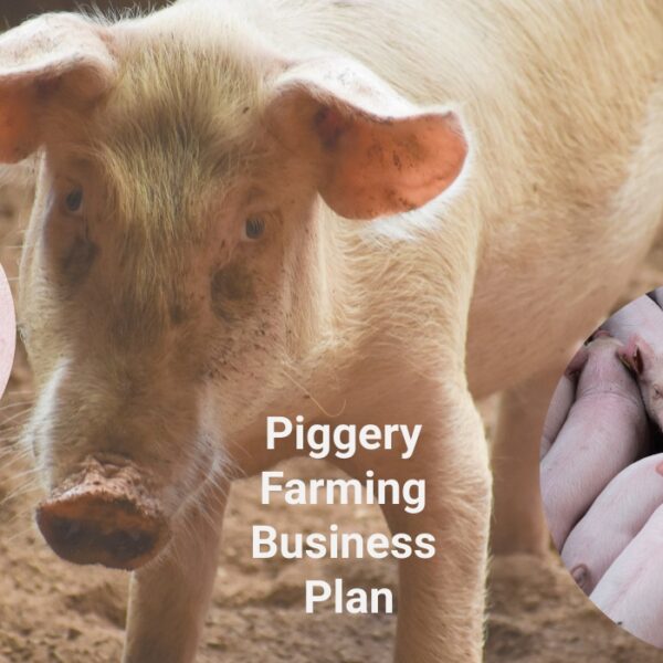 piggery farming business plan