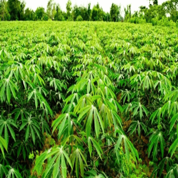 Cassava farming in Nigeria