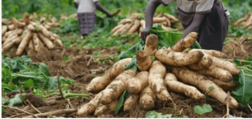 cassava farming business plan