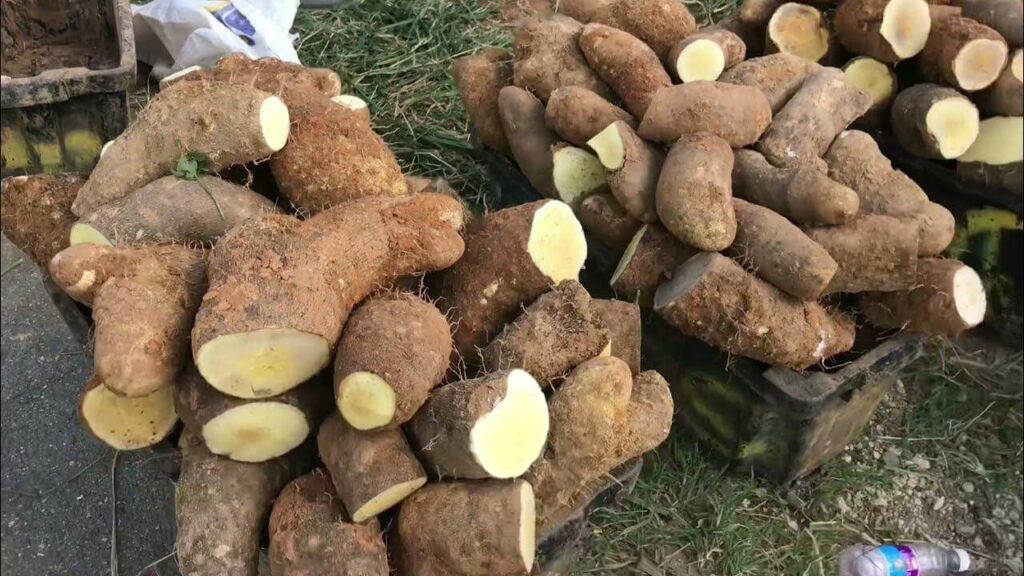 yam cultivation in nigeria