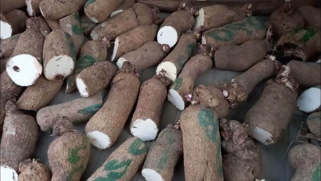 yam production in nigeria