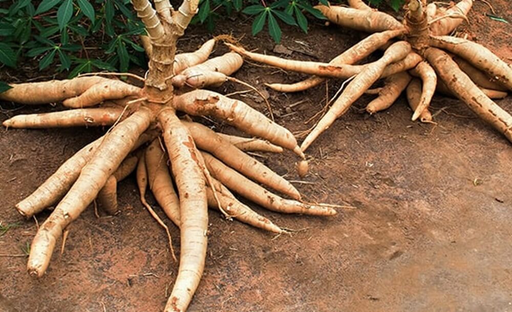 cassava farming in Nigeria