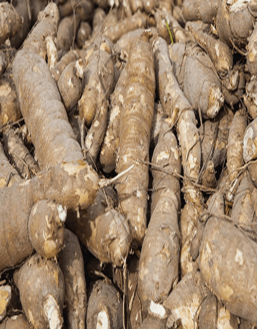 Cassava farming business plan