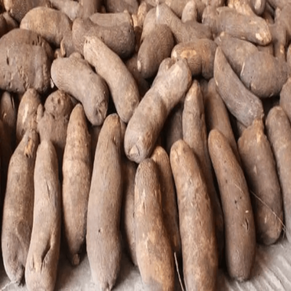 Yam farming in Nigeria